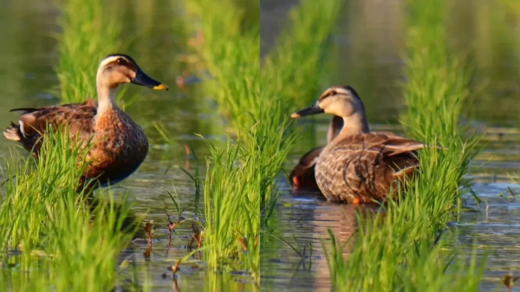 Duck-rice farming for climate resilient pest control with Focus Agritech app