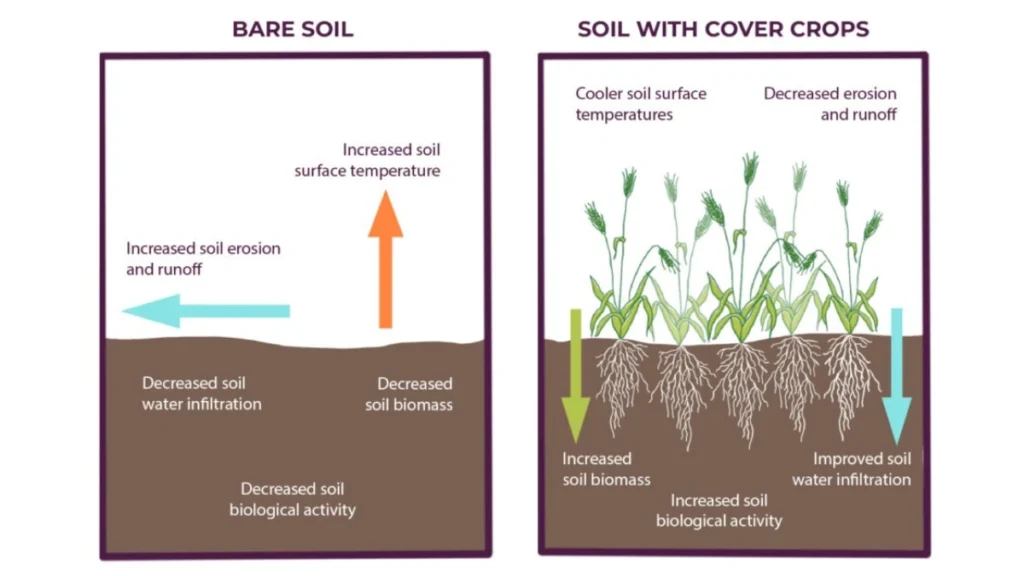 Farmer planting cover crops for climate resilient soil with Focus Agritech sensor