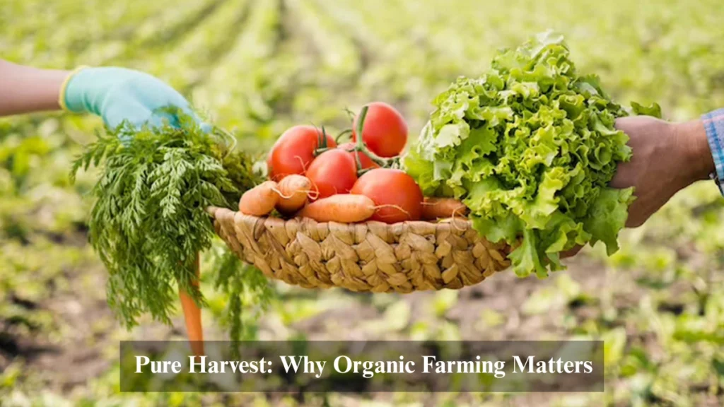 A farmer’s hands holding chemical-free spinach with a polluted field in the background, highlighting organic farming benefits in 2025.