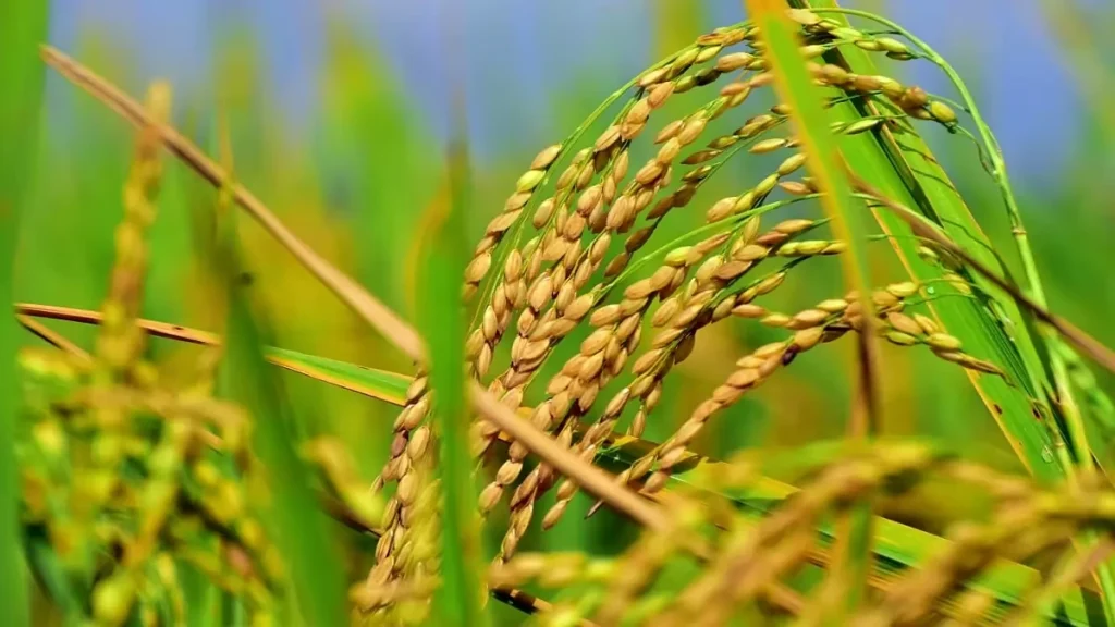 Farmers at Focus Agritech co-op sharing climate resilient seeds for 2025