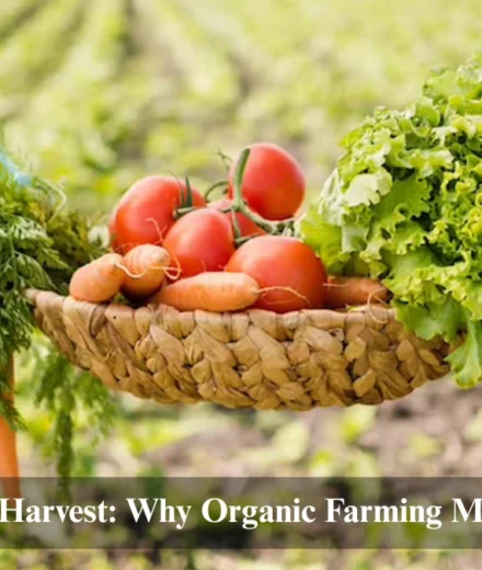 A farmer’s hands holding chemical-free spinach with a polluted field in the background, highlighting organic farming benefits in 2025.