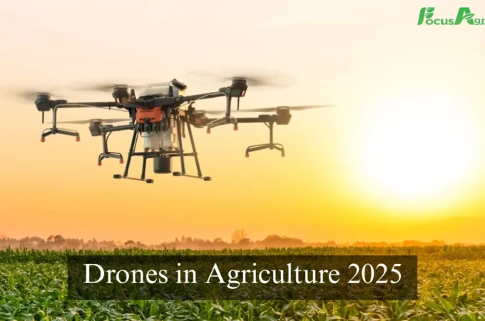 Drones in Agriculture 2025: Revolutionizing Indian Farming with Focus Agritech