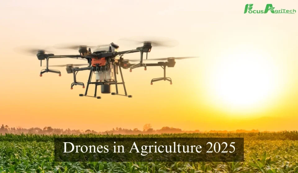 Drones in Agriculture 2025: Revolutionizing Indian Farming with Focus Agritech