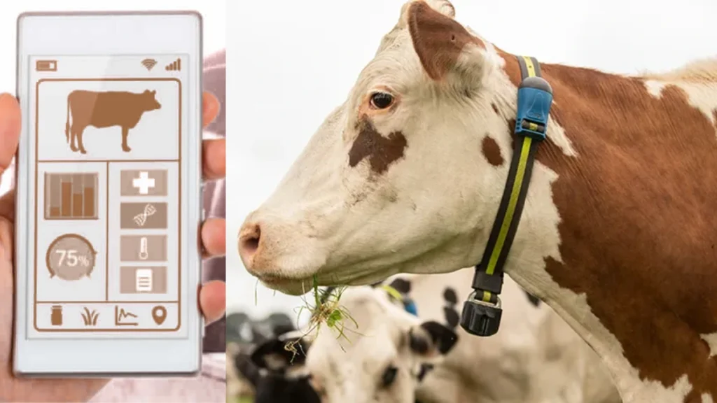 A Punjab dairy farmer fits a smart collar on a cow in a green field, showing care for his livestock under a clear sky.
